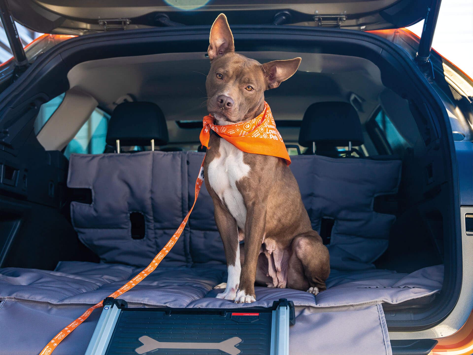 Best Dog Friendly Vehicle near Portland available in Portland, OR at Gresham Subaru