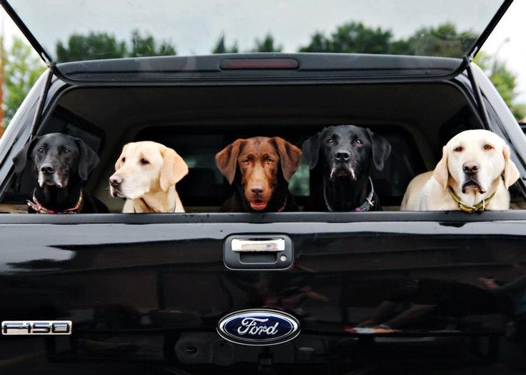 Best Dog-Friendly Cars on Long Island, NY available in Long Island, NY at Levittown Ford
